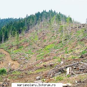 goana după aurul verde a romnia cu peste 120.000 de hectare de n zonele ale lemnul este
