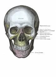 Carti medicina - cuprins: bioritm-calcul greutate Endo Neuro - CARTI IN LIMBA ROMANA