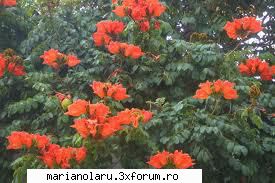 La Resita cresc lalele in copaci - Arborele de lalea (liridendronum tulipifera) este - STIATI CA?